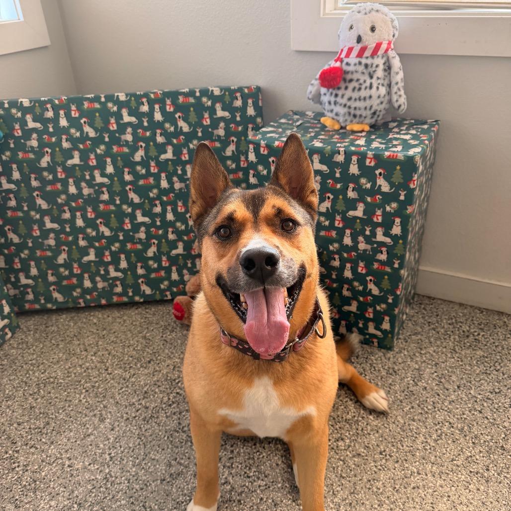 Enlarge Okie, a Adoptable German Shepherd Dog in Long Beach, CA image 1/6