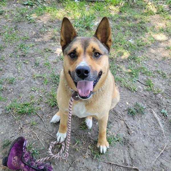 Okie, Adoptable, Adult Male German Shepherd Dog.