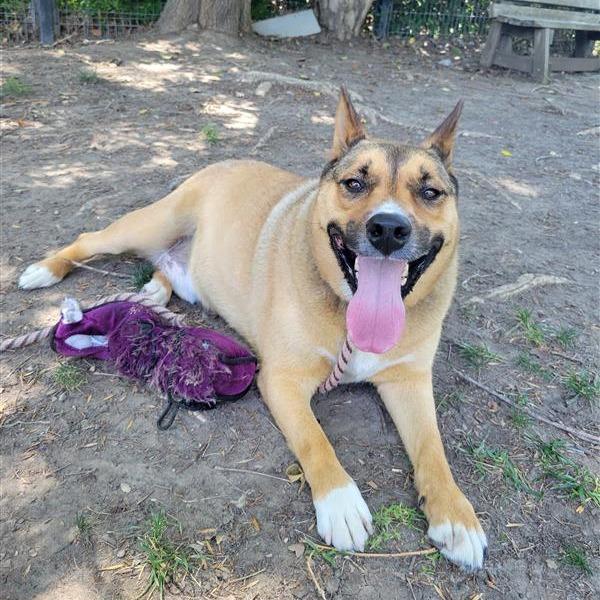 Enlarge Okie, a Adoptable German Shepherd Dog in Long Beach, CA image 2/6