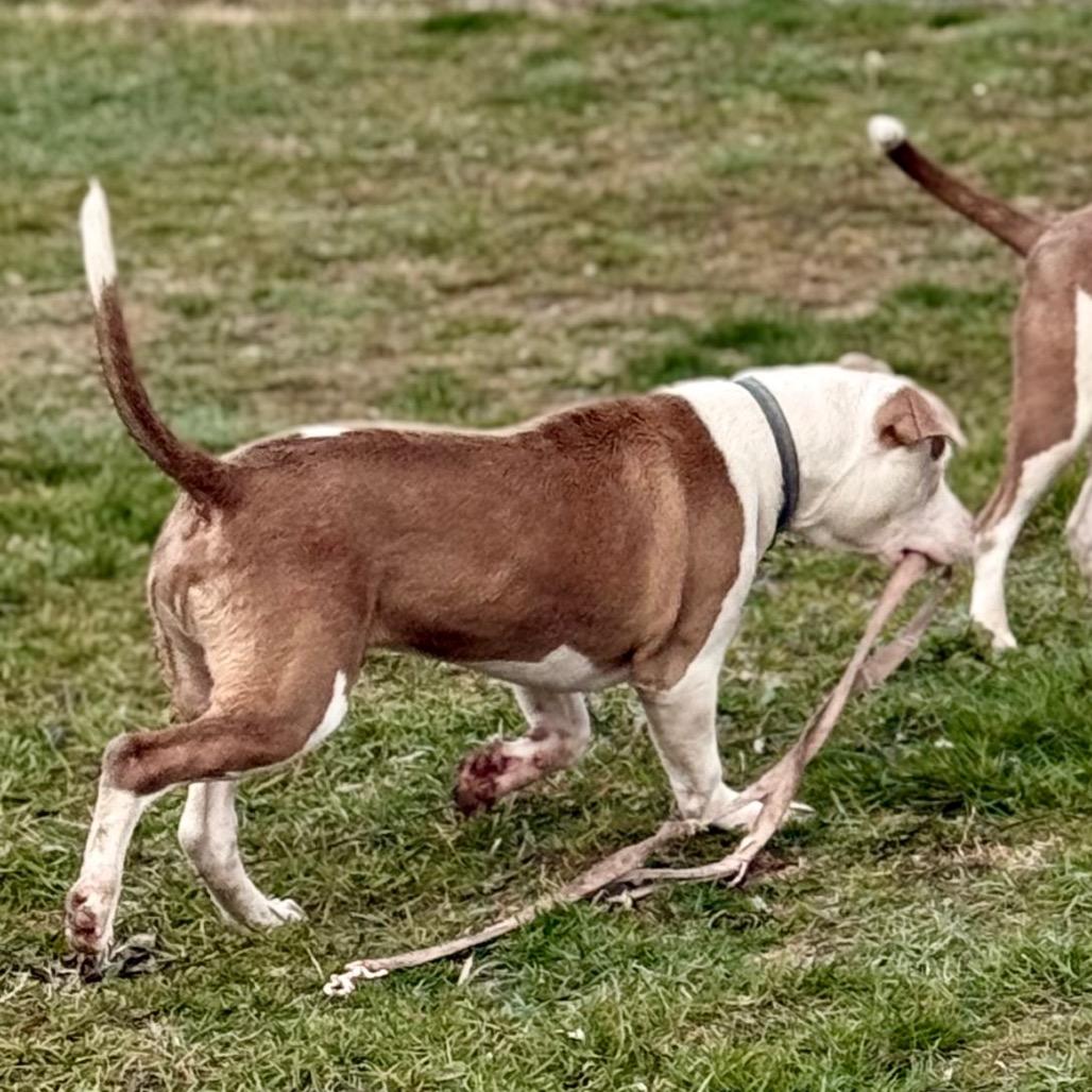 Milo, a Adoptable Pit Bull Terrier in West Richland, WA image 1/3