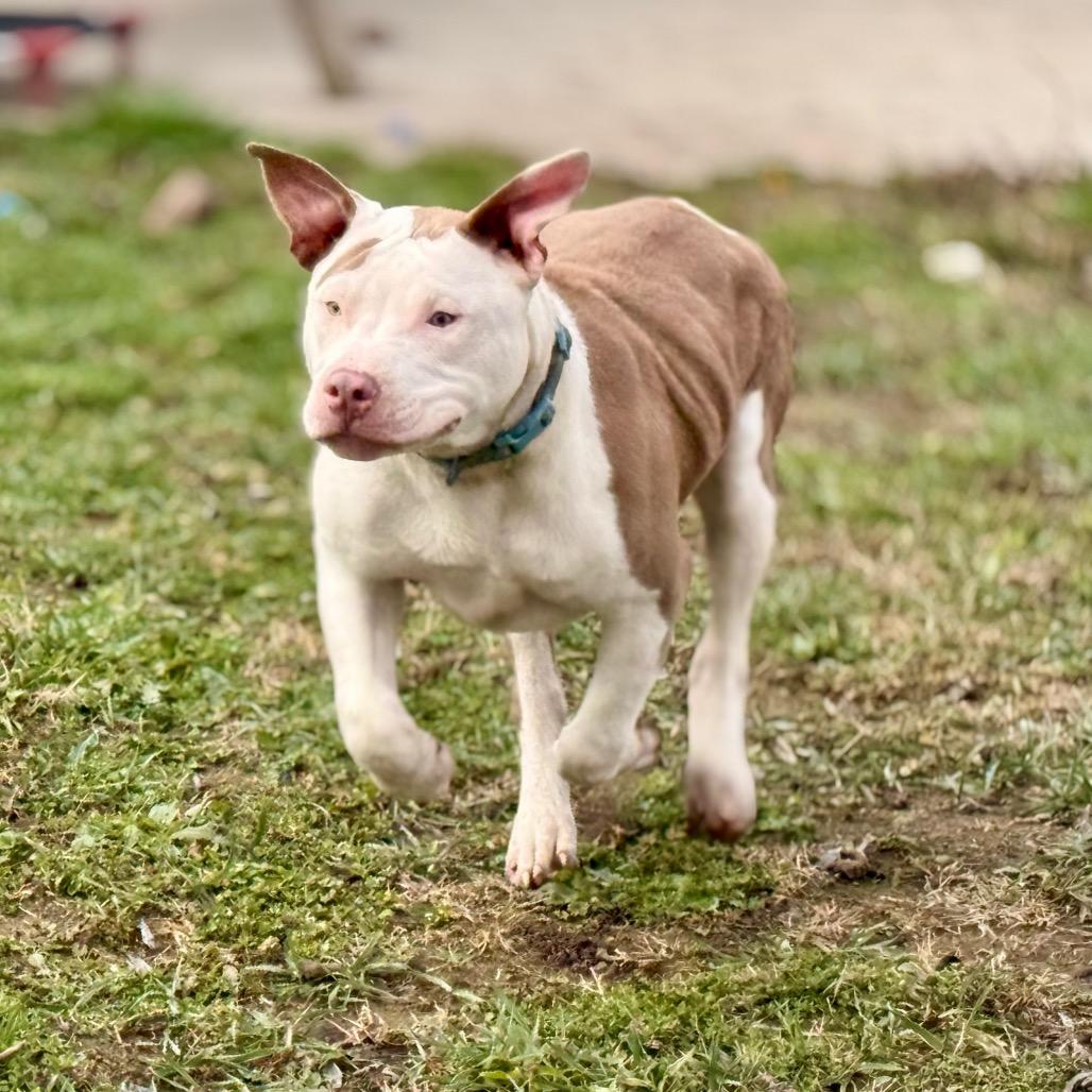 Milo, a Adoptable Pit Bull Terrier in West Richland, WA image 2/3