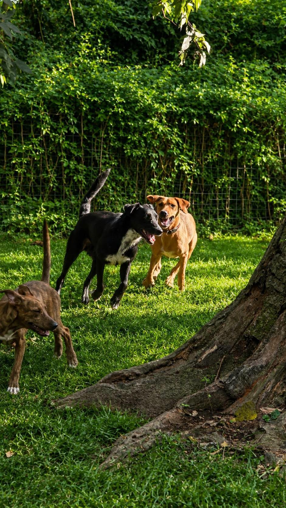 Enlarge Conner, a Adoptable mixed breed in church point, LA image 4/6