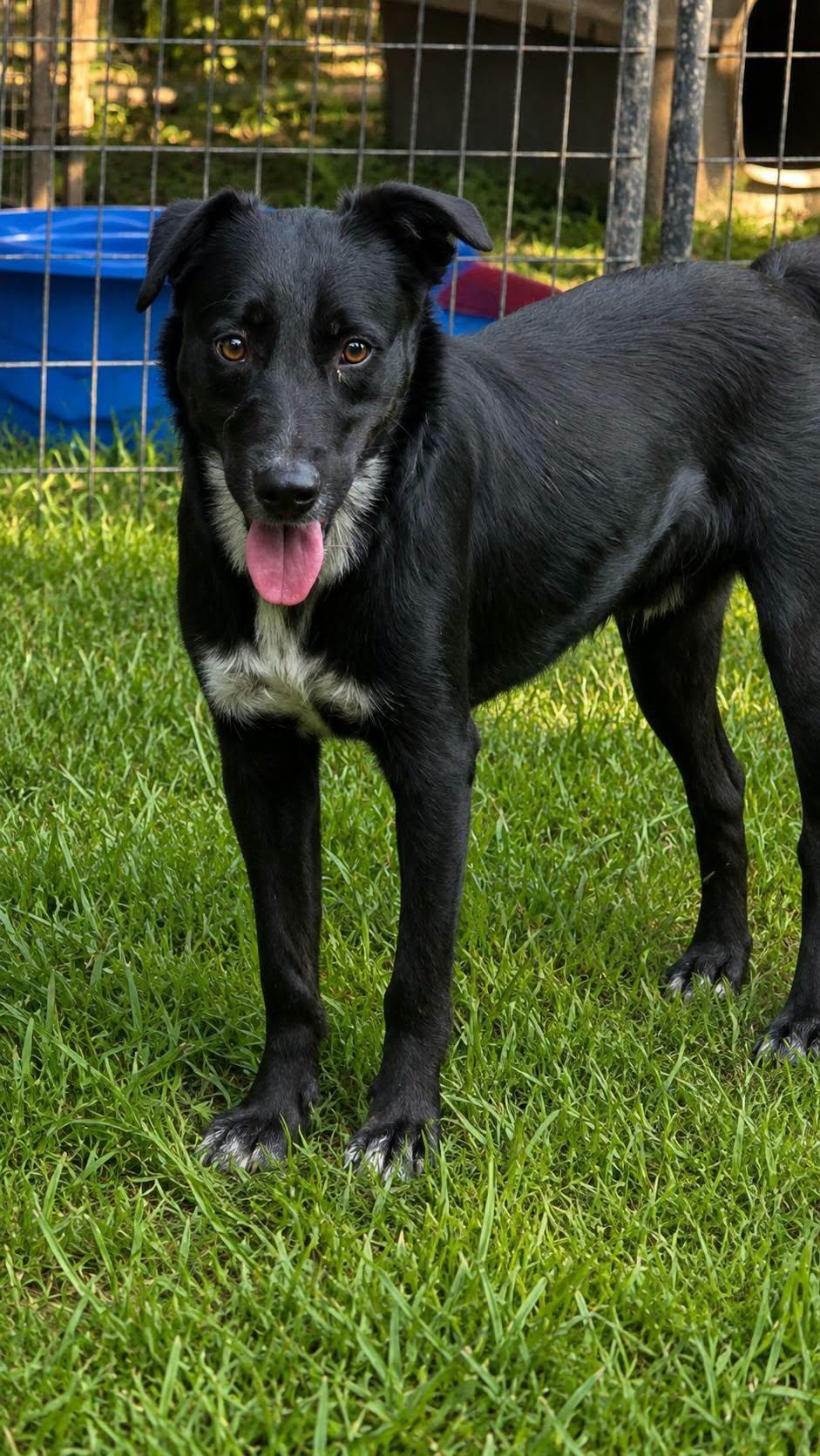 Enlarge Conner, a Adoptable mixed breed in church point, LA image 3/6