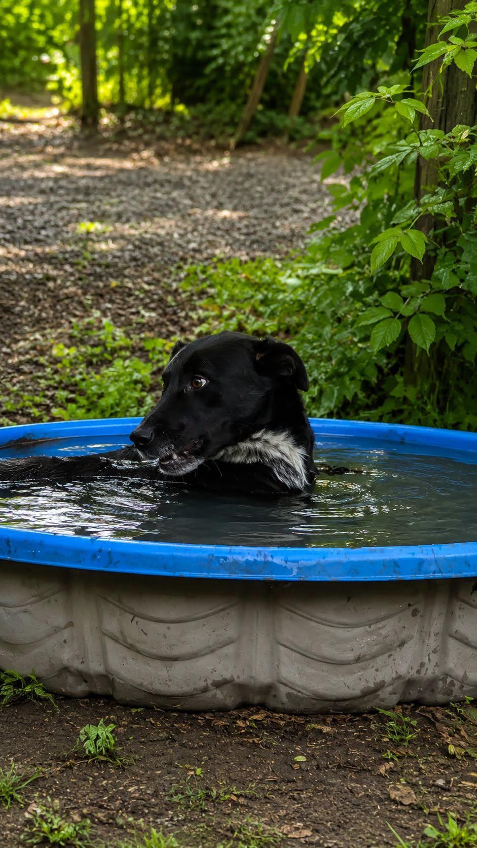 Enlarge Conner, a Adoptable mixed breed in church point, LA image 2/6