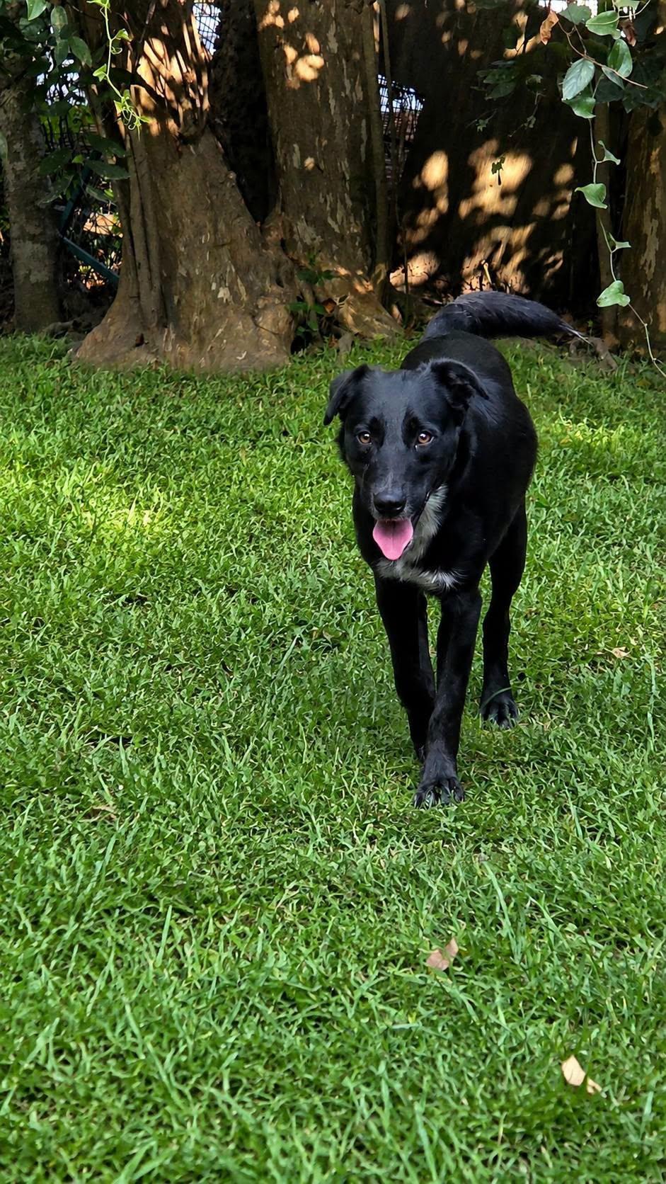 Enlarge Conner, a Adoptable mixed breed in church point, LA image 5/6