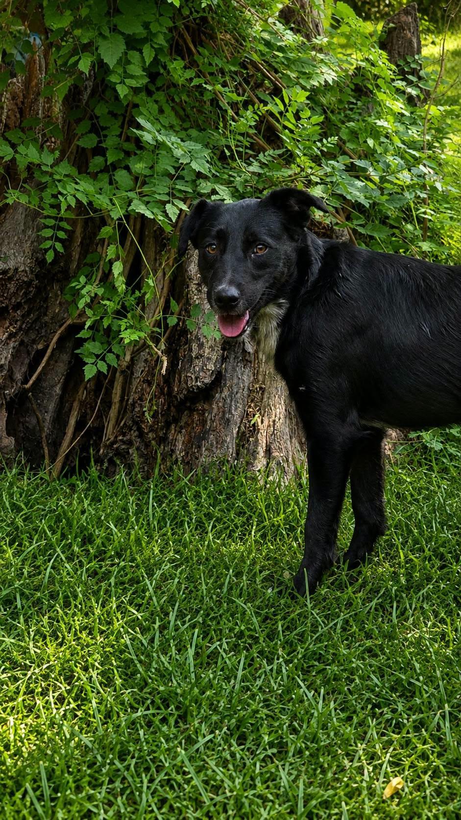 Conner, Adoptable, Adult Male Labrador Retriever & Australian Cattle Dog / Blue Heeler.