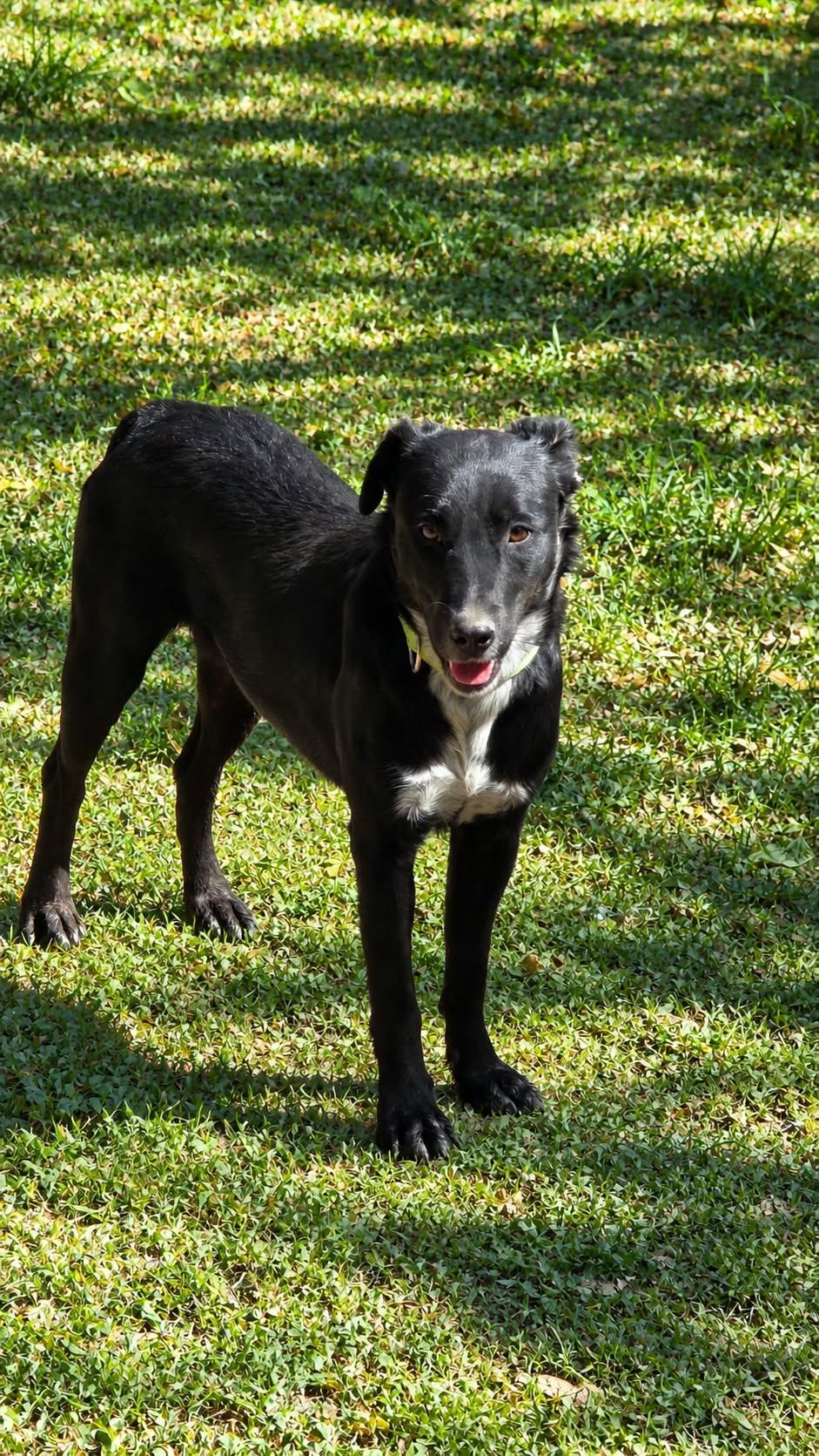 Enlarge Conner, a Adoptable mixed breed in church point, LA image 6/6