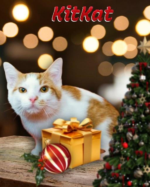 KitKat, adoptable, Young Male Domestic Medium Hair.