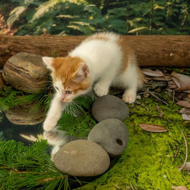 KitKat