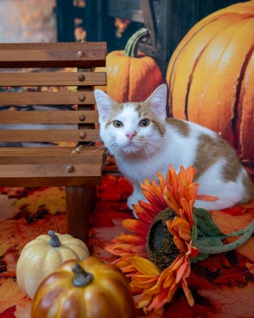 Enlarge KitKat, an adoptable Domestic Medium Hair in Lapeer, MI image 2/4