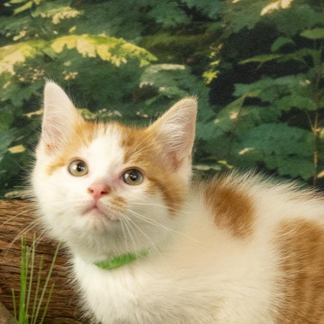 KitKat