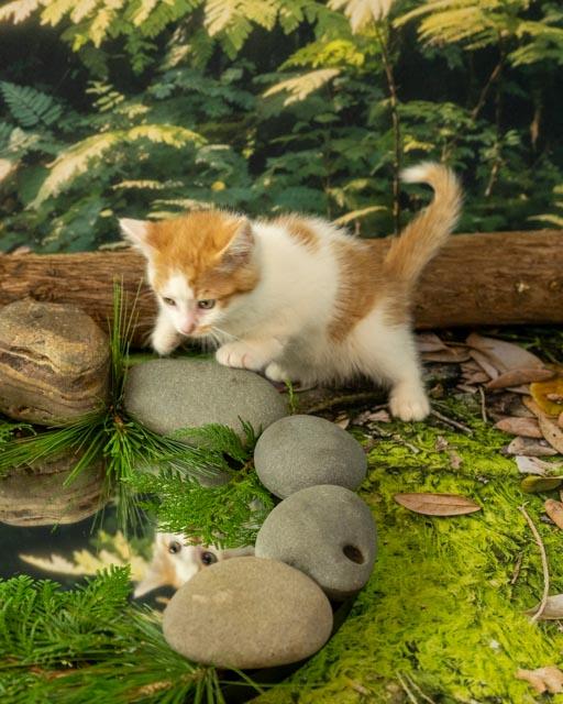 Enlarge KitKat, an adoptable Domestic Medium Hair in Lapeer, MI image 4/4