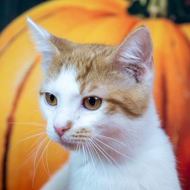 Enlarge KitKat, an adoptable Domestic Medium Hair in Lapeer, MI image 3/4