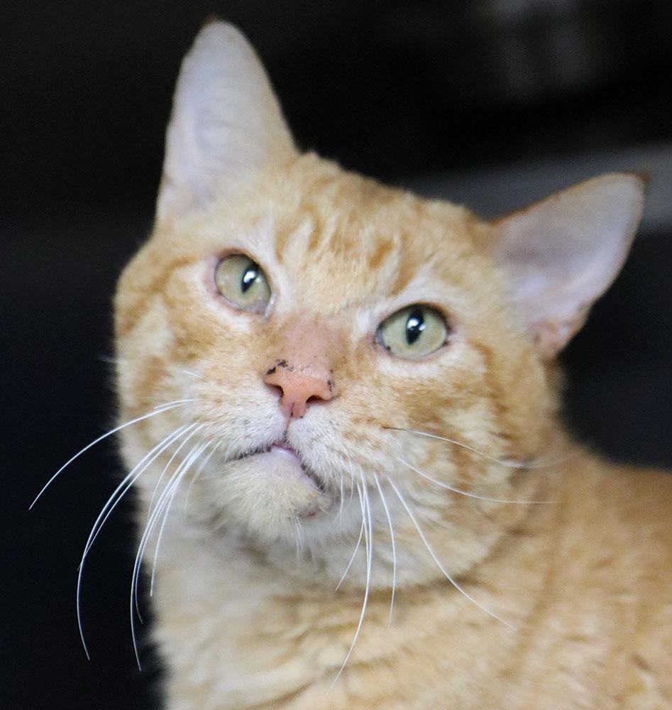 Enlarge Garfield (AO35474), an adoptable Domestic Short Hair in Merriam, KS image 1/4
