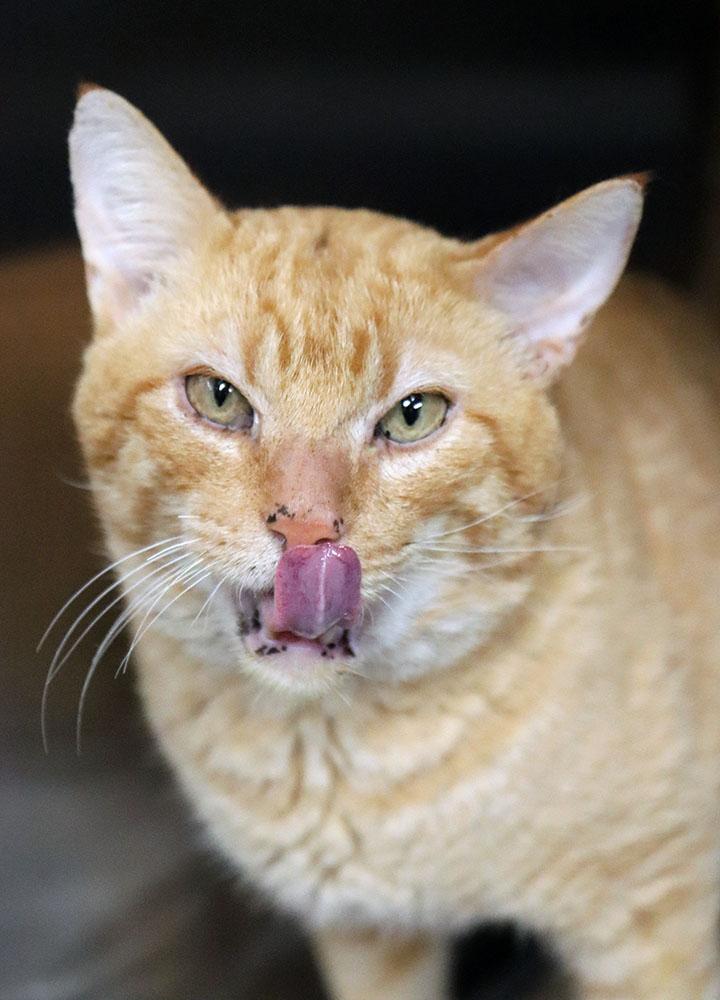 Enlarge Garfield (AO35474), an adoptable Domestic Short Hair in Merriam, KS image 3/4