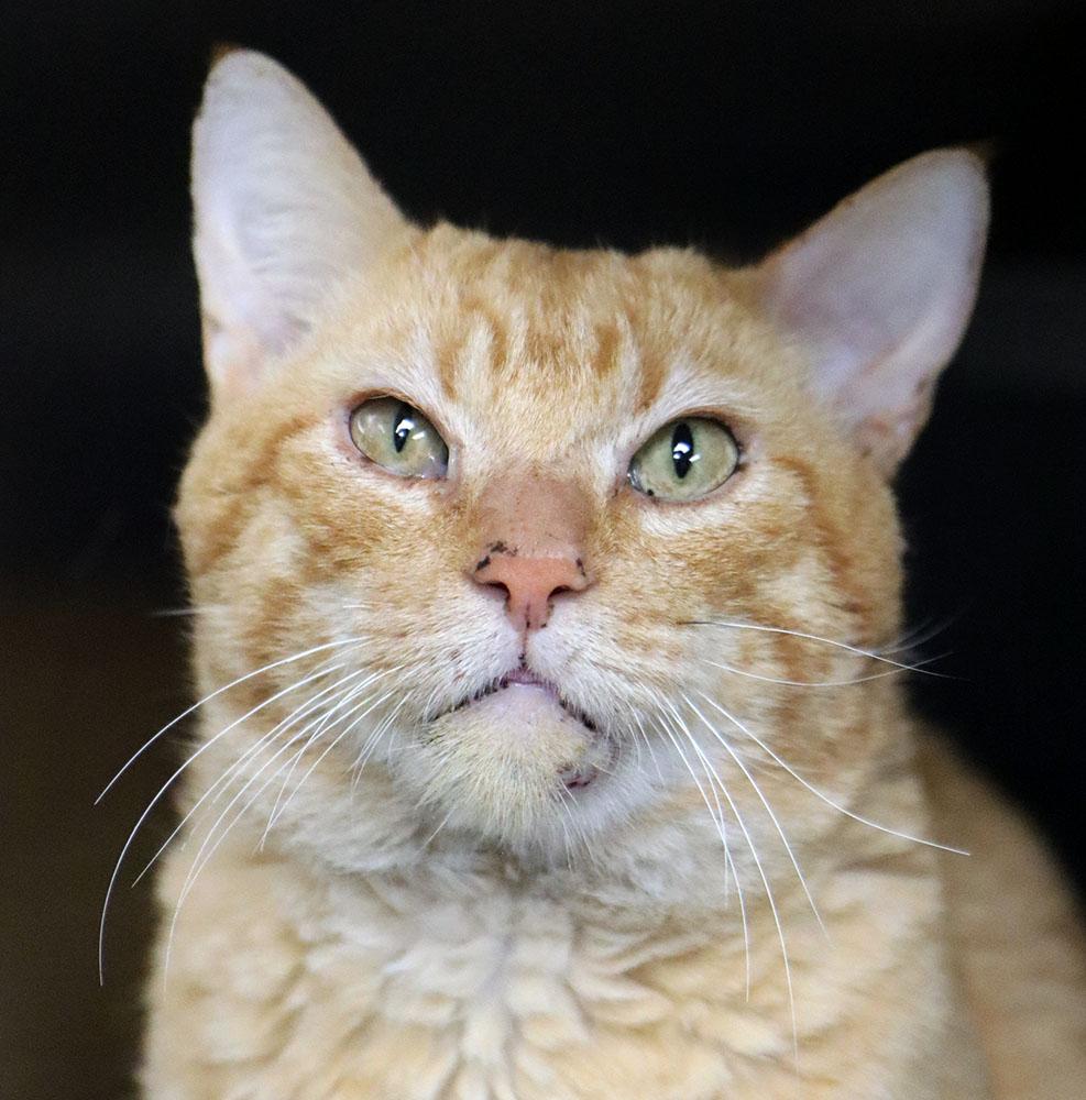 Enlarge Garfield (AO35474), an adoptable Domestic Short Hair in Merriam, KS image 2/4