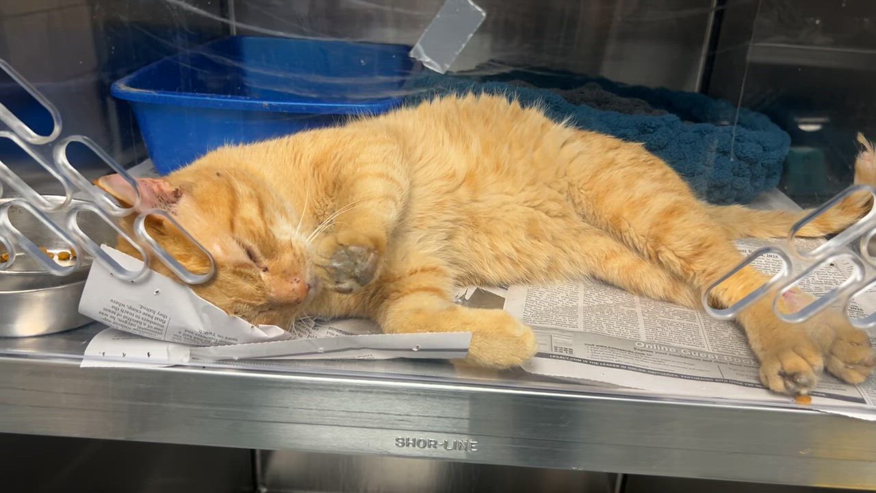 Enlarge Garfield (AO35474), an adoptable Domestic Short Hair in Merriam, KS video 4/4