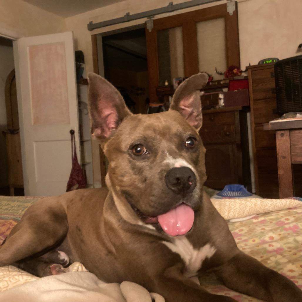Connor, a ADOPTABLE mixed breed in Bethesda , MD image 4/6