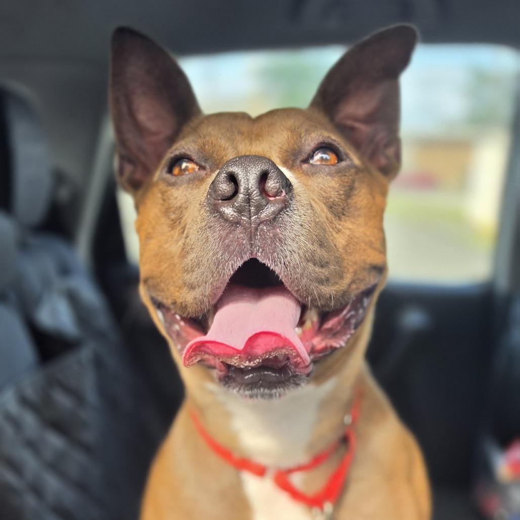 Connor, a ADOPTABLE mixed breed in Bethesda , MD image 5/6