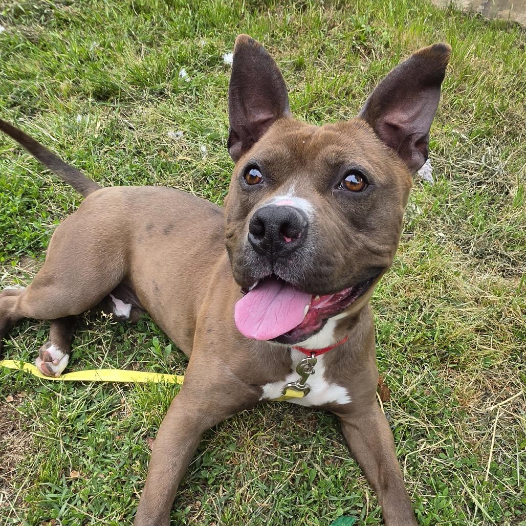 Connor, a ADOPTABLE mixed breed in Bethesda , MD image 2/6