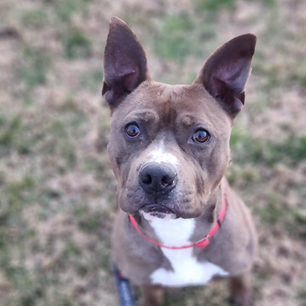 Connor, a ADOPTABLE mixed breed in Bethesda , MD image 3/6