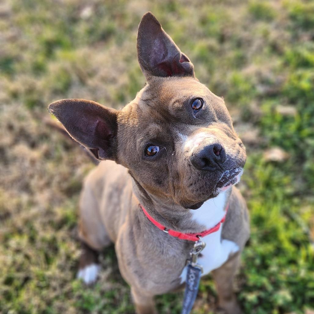 Connor, a ADOPTABLE mixed breed in Bethesda , MD image 6/6
