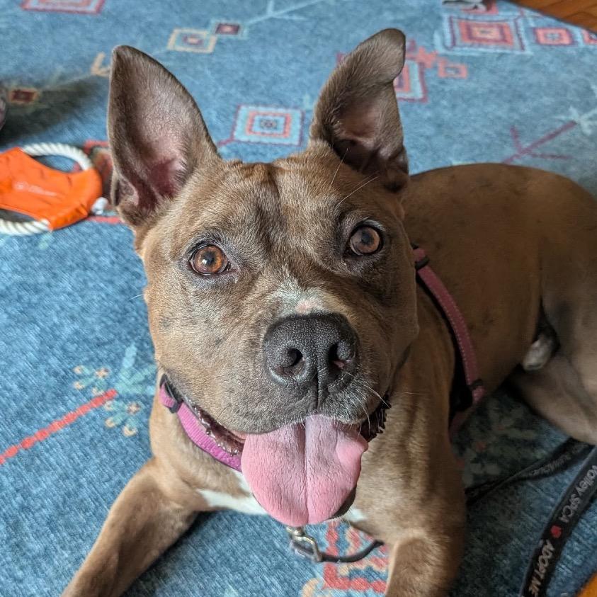 Connor, a ADOPTABLE mixed breed in Bethesda , MD image 1/6
