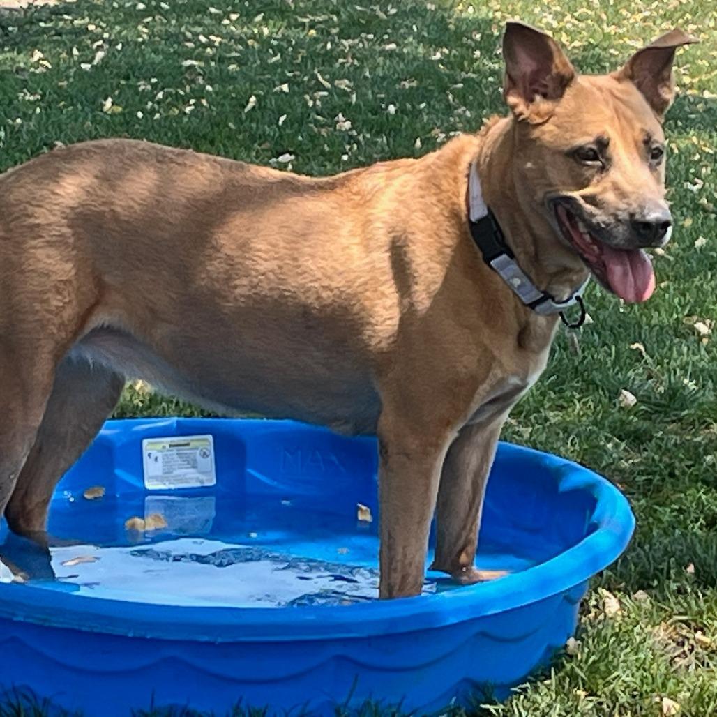 Sara Lee, Adoptable, Senior Female Mixed Breed.