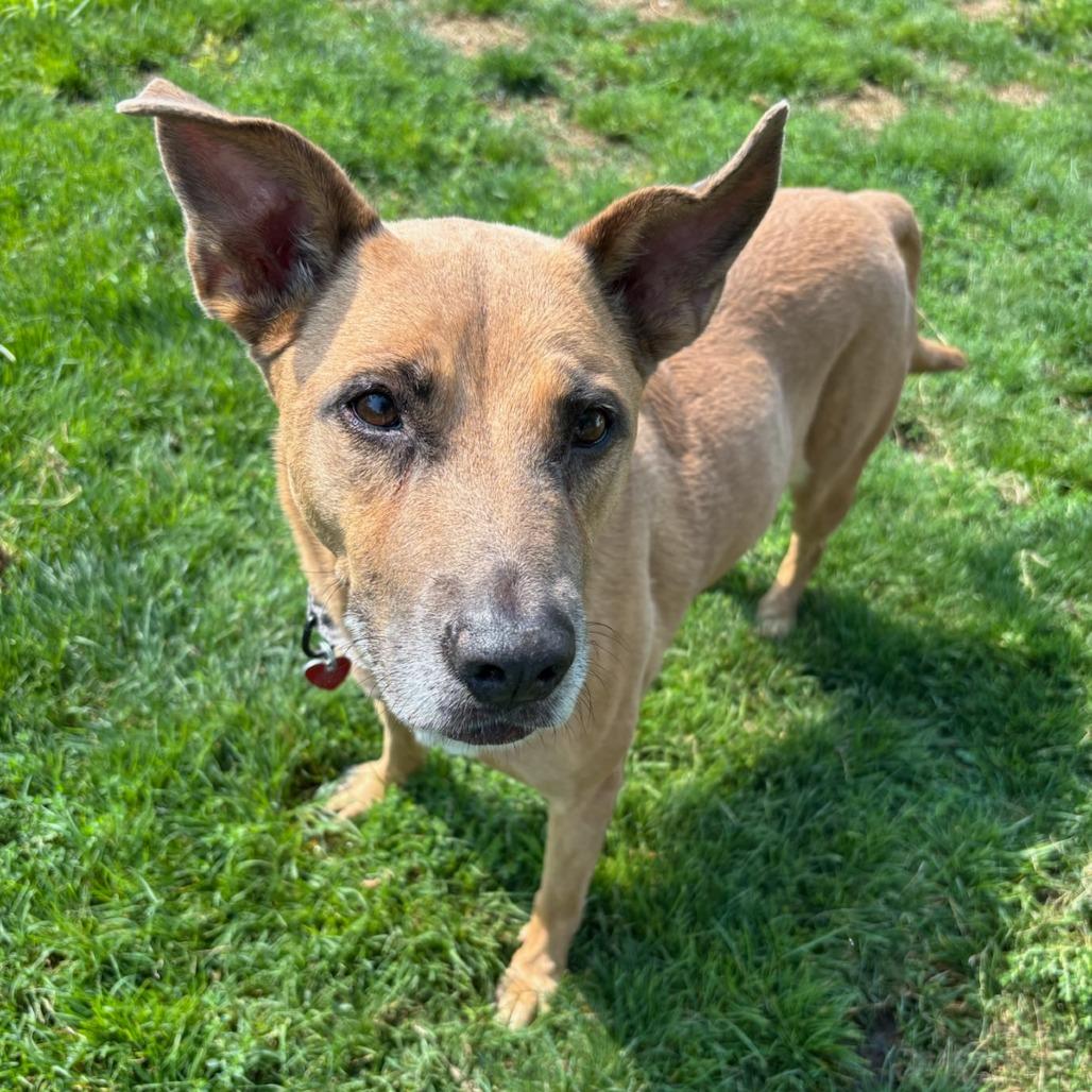 Sara Lee, a Adoptable Mixed Breed in Medford, OR image 2/2
