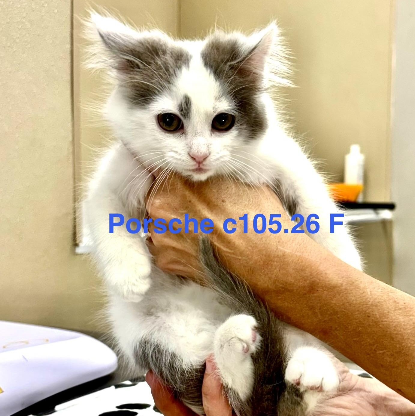 Enlarge Foster Porsche, a Adoptable Domestic Long Hair in Batavia, NY image 1/1