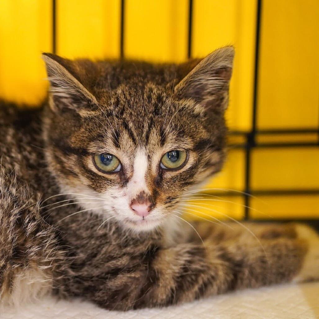 Madeline, a Adoptable Domestic Short Hair in Howard beach, NY image 1/6