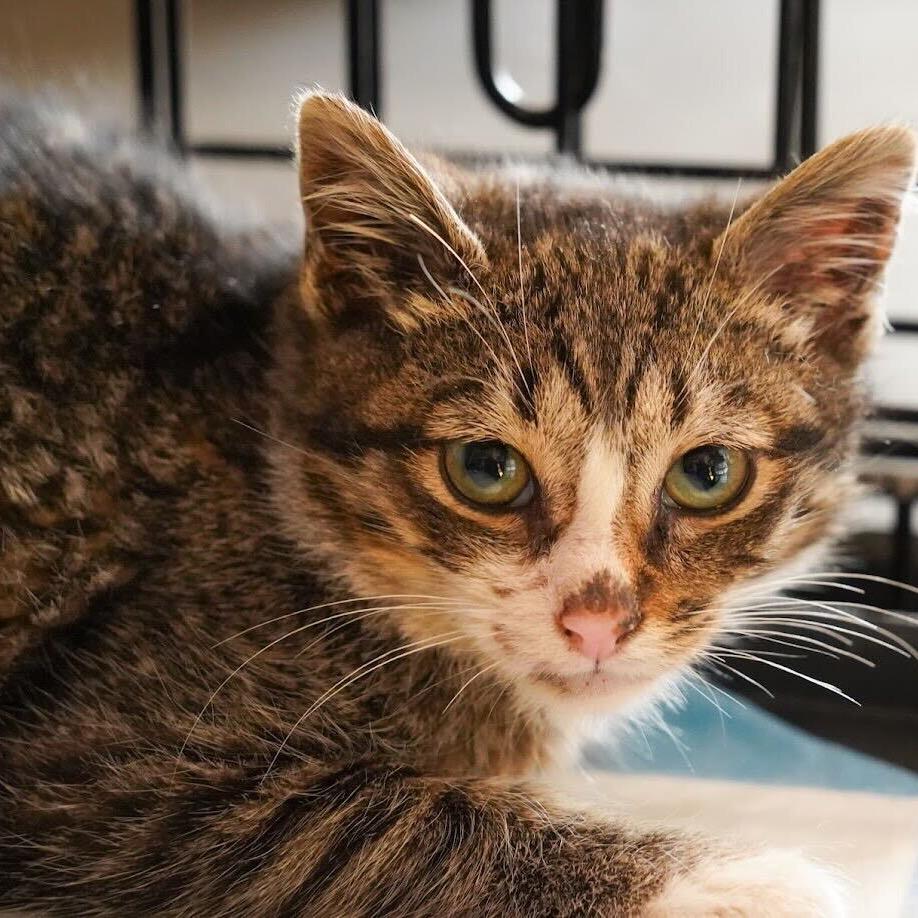 Madeline, a Adoptable Domestic Short Hair in Howard beach, NY image 2/6