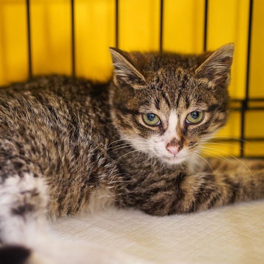 Madeline, a Adoptable Domestic Short Hair in Howard beach, NY image 3/6