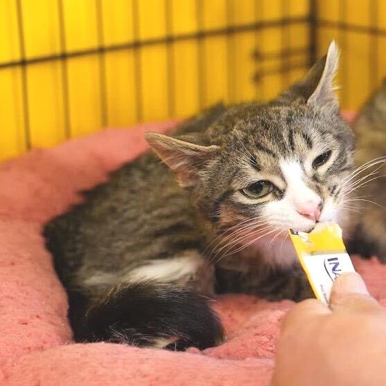 Madeline, a Adoptable Domestic Short Hair in Howard beach, NY image 4/6