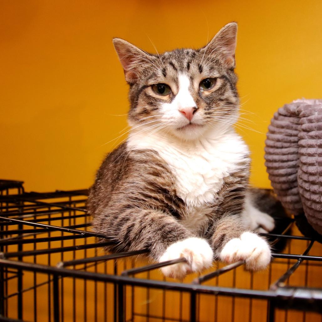 Madeline, a Adoptable Domestic Short Hair in Howard beach, NY image 5/6