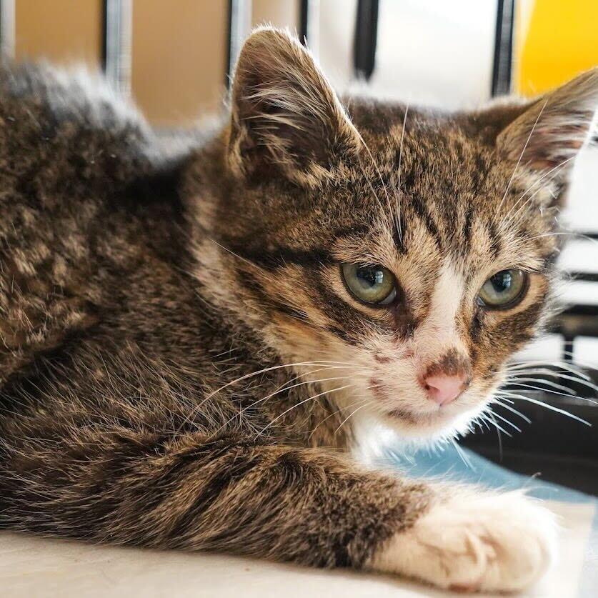 Madeline, a Adoptable Domestic Short Hair in Howard beach, NY image 6/6