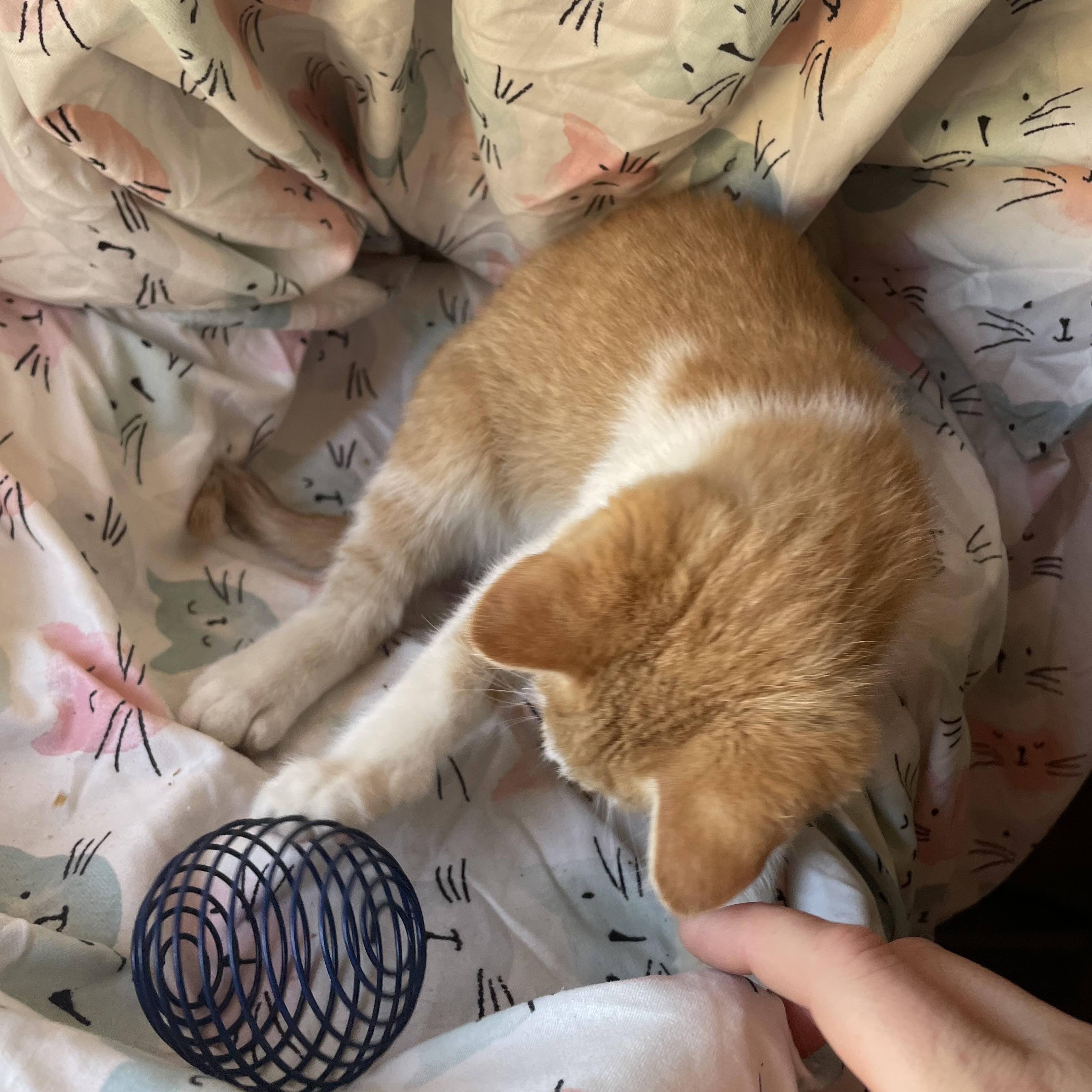 Graham S’mores, Adoptable, Young Male American Shorthair.