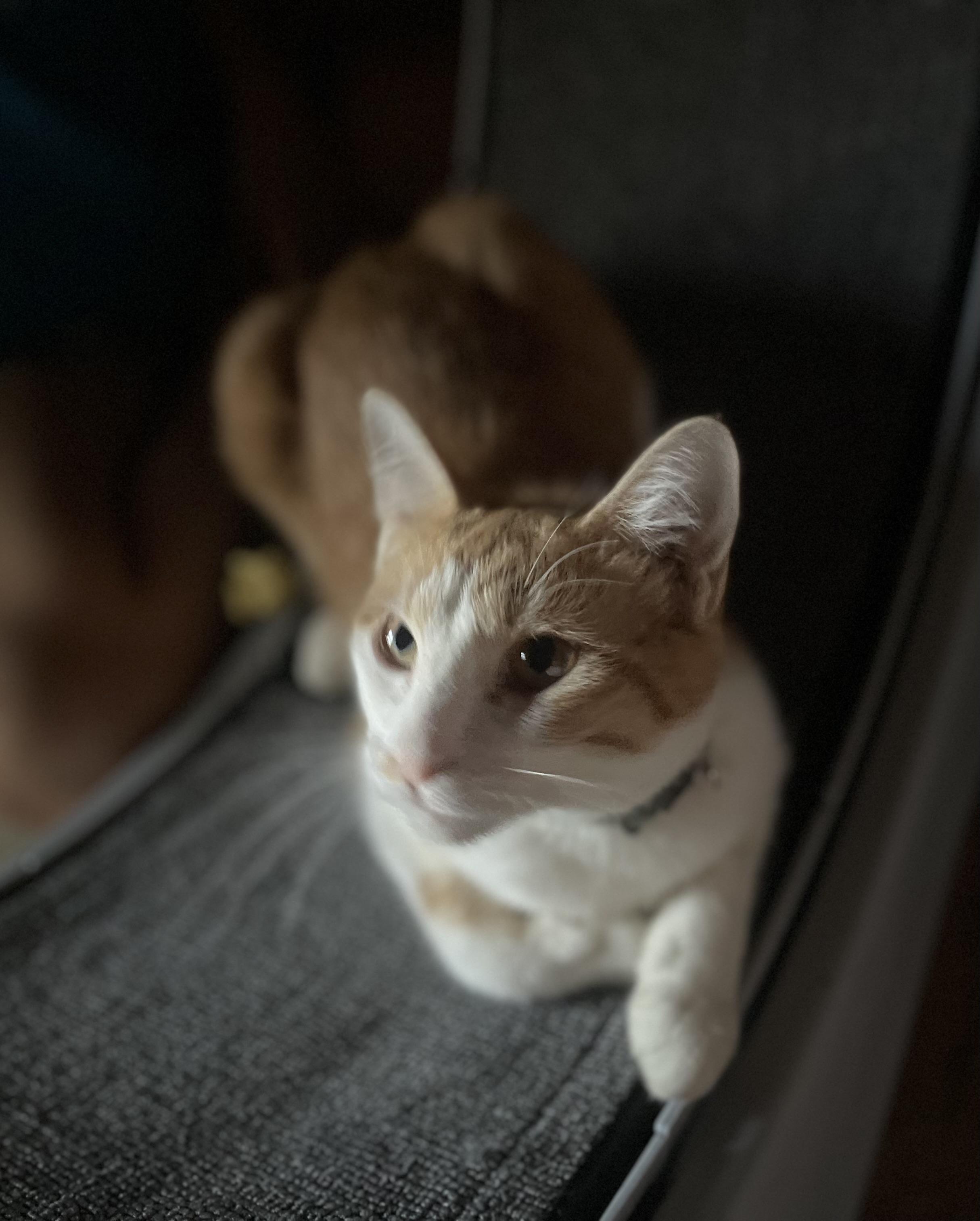 Graham S’mores, an adoptable American Shorthair in Spokane , WA, 99201 | Photo Image 5