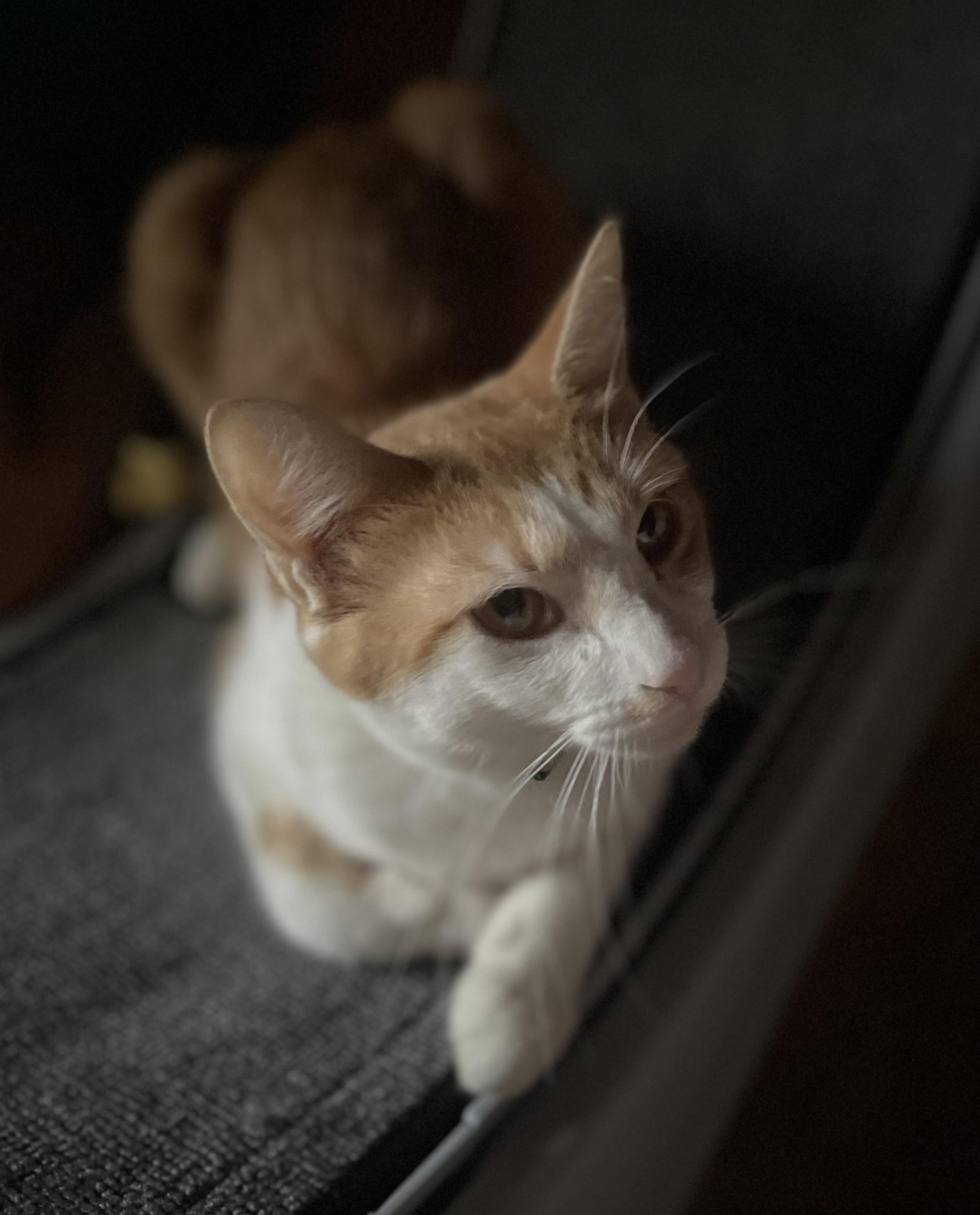 Enlarge Graham S’mores, a Adoptable American Shorthair in Spokane , WA image 3/5