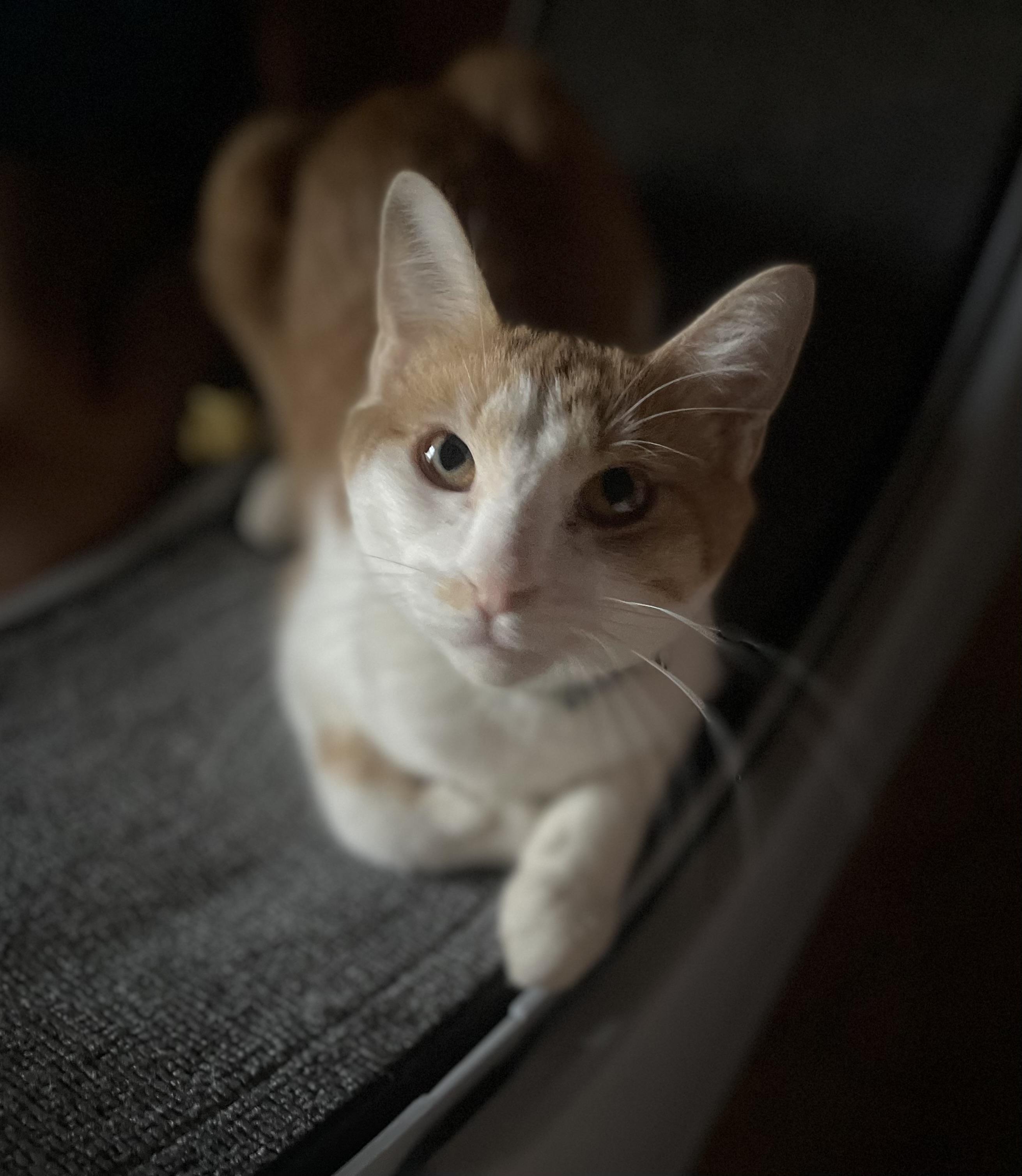 Enlarge Graham S’mores, a Adoptable American Shorthair in Spokane , WA image 4/5