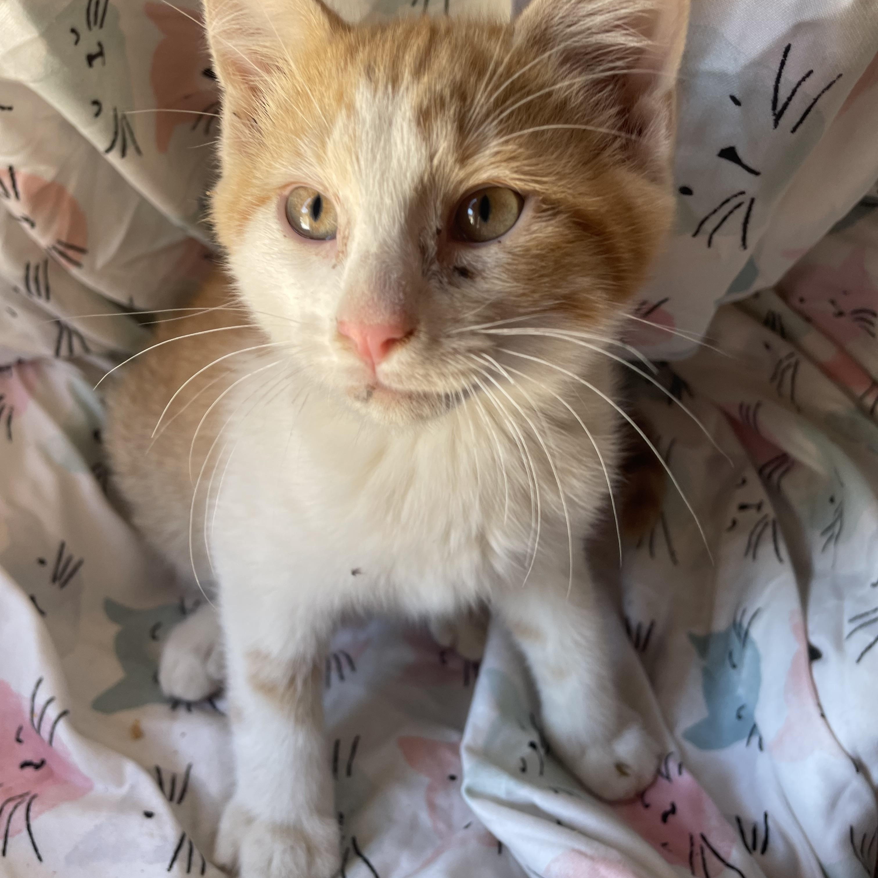 Enlarge Graham S’mores, a Adoptable American Shorthair in Spokane , WA image 5/5