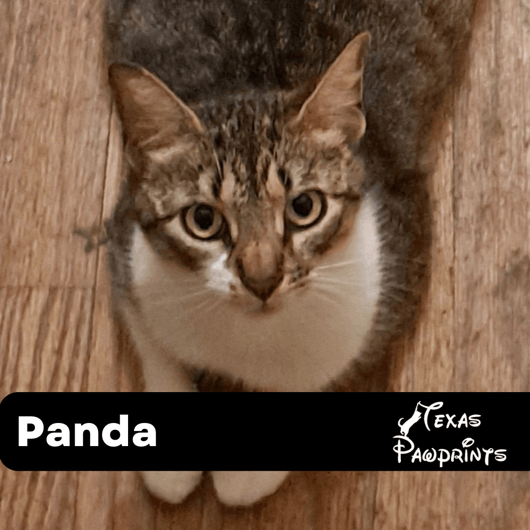 Panda, Adult Female Domestic Short Hair