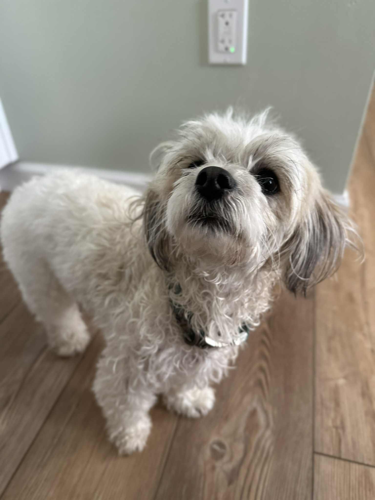 Peaches, adopted, Young Female Shih Tzu.