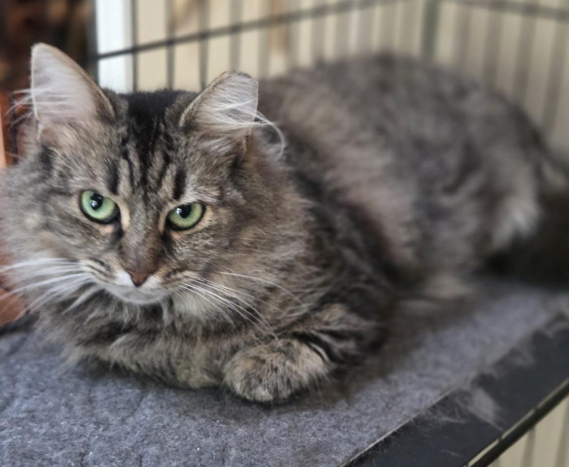 spice, Adoptable, Young Female Domestic Medium Hair.