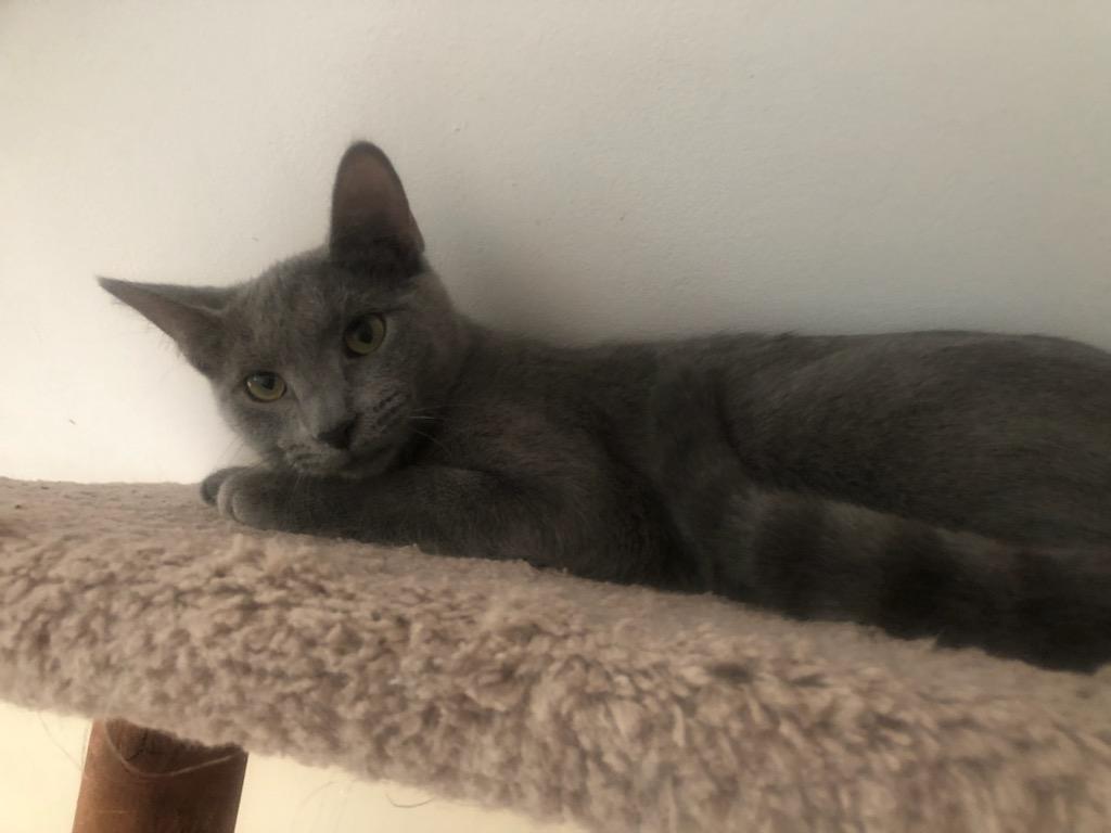 Enlarge Belle bonded with Jack at Luna Cat Collective, a Adoptable Domestic Short Hair in Ellicott City, MD image 1/3