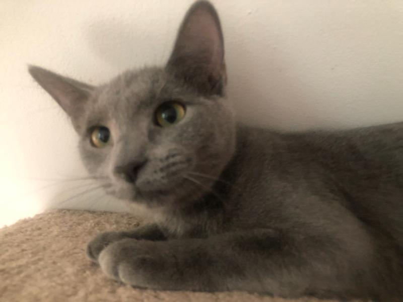 Enlarge Belle bonded with Jack at Luna Cat Collective, a Adoptable Domestic Short Hair in Ellicott City, MD image 2/3