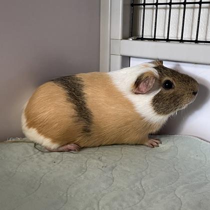 Enlarge Relish (Bonded), a Adoptable Guinea Pig in Wheaton, IL image 1/2