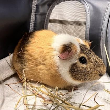 Enlarge Relish (Bonded), a Adoptable Guinea Pig in Wheaton, IL image 2/2