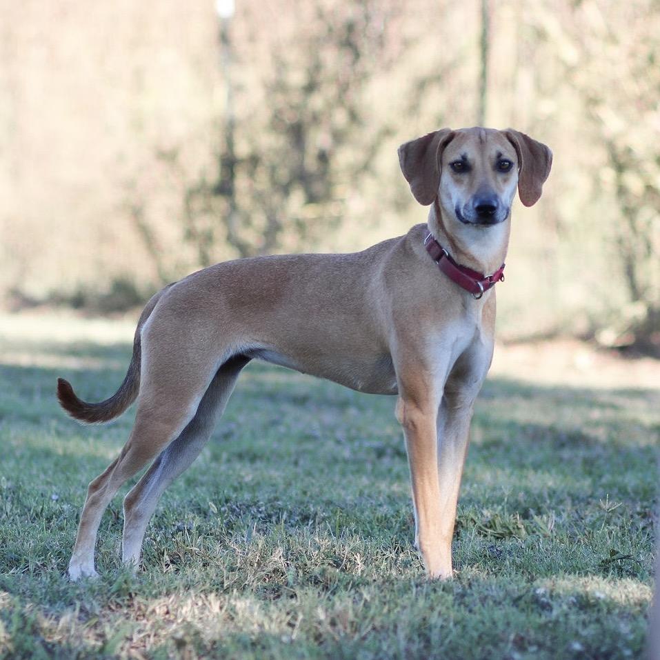 Collette, a Adoptable Whippet in Natchitoches, LA image 5/6