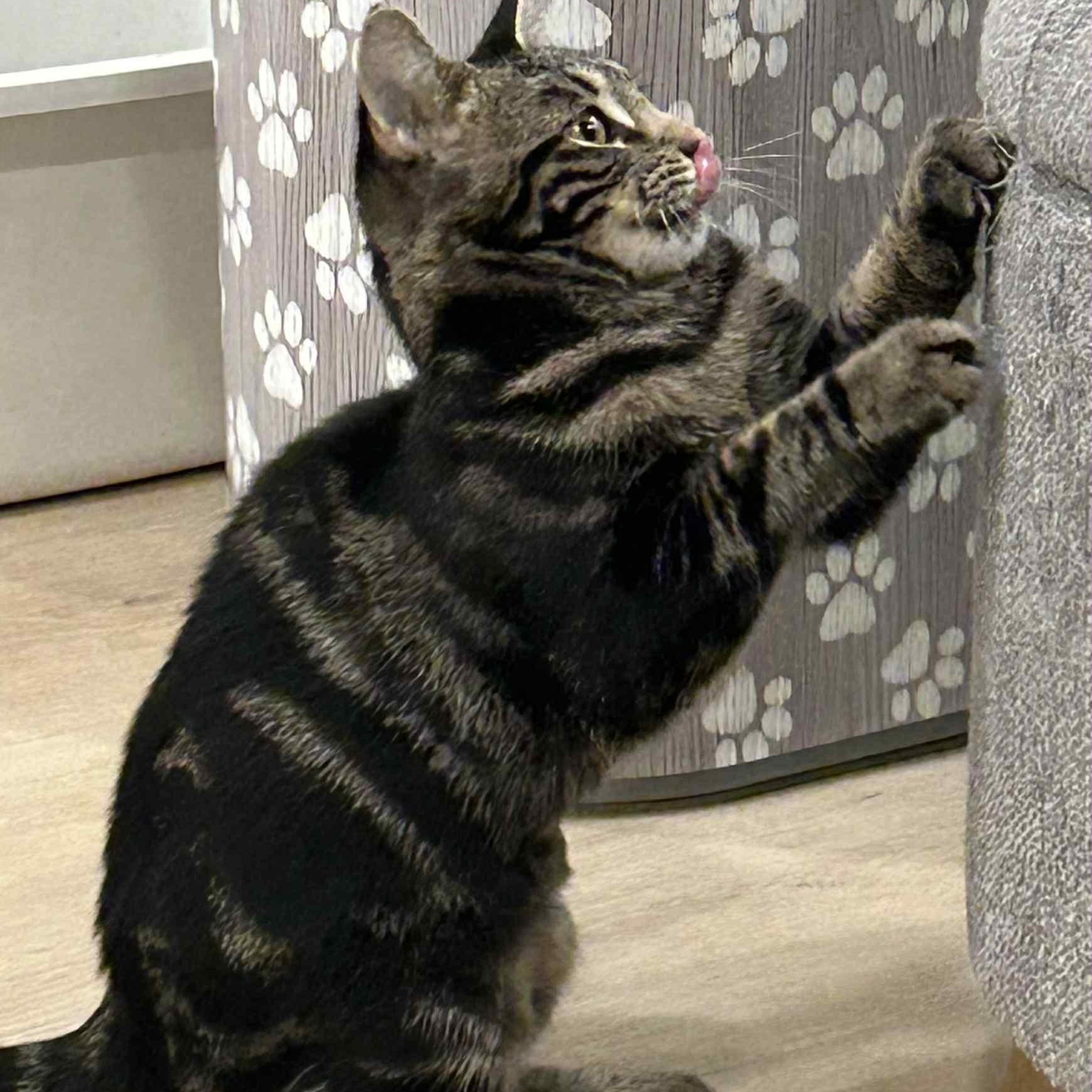 Char, a Adoptable Domestic Short Hair in Martinsville, IN image 4/4